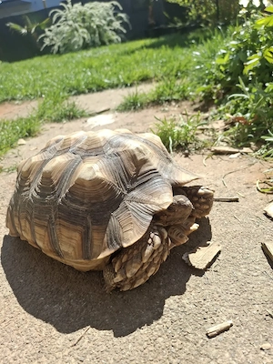 Spornschildkröte  Bild 4