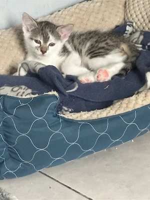 banal,ische Babykatzen
