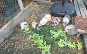 Meerschweinchen,  noch 2 Lunkarya Böckchen 