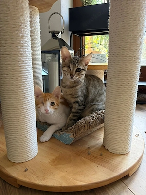 Kleo & Rhea suchen gemeinsam ein Zuhause 