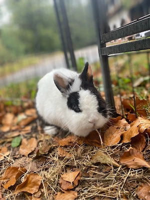 kaninchen dame sucht neues 5 sterne    zuhause