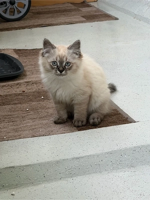 3 süße Kitten suchen eine liebevolle zuhause