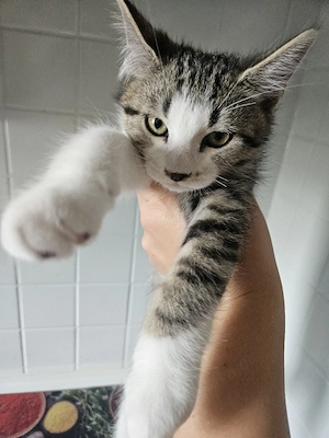 Kitten Ragdoll  EKH Mix 