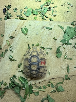 Ägyptische Landschildkröten Testudo kleinmanni zu verkaufen Bild 6