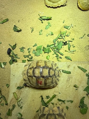 Ägyptische Landschildkröten Testudo kleinmanni zu verkaufen Bild 8