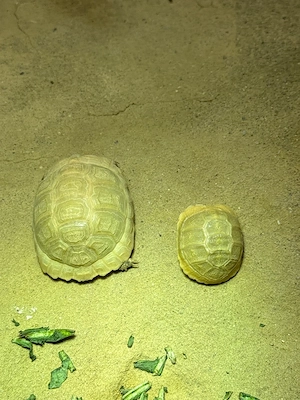 Ägyptische Landschildkröten Testudo kleinmanni zu verkaufen