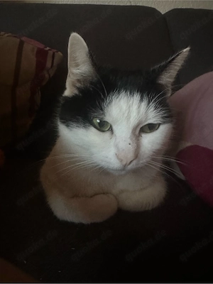 hauskatze lucy musd schnell vermitelt werden