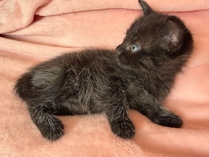 MaineCoon Mix Mädchen