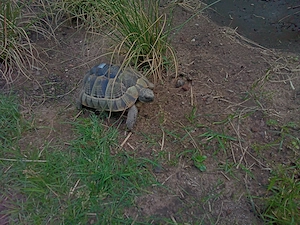 Maurische Landschildkröten weiblich 