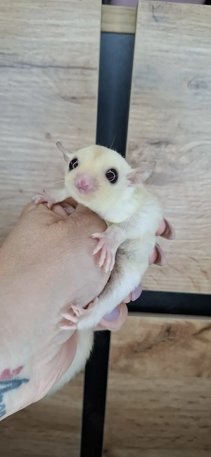 Cremino männchen sugar glider