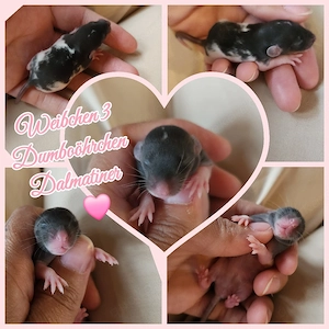 Nur noch zwei zuckersüße Ratten Babys dürfen reserviert werden 