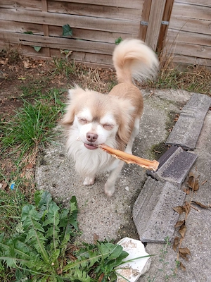 Deckrüde Chihuahua mit Husky zeichnung und Blue merle tan gen Träger ! Kein Verkauf !
