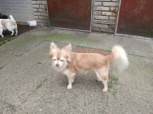 Deckrüde Chihuahua mit Husky zeichnung und Blue merle tan gen Träger ! Kein Verkauf !