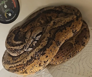 1.1 Proven Breeder Boa c.imperator