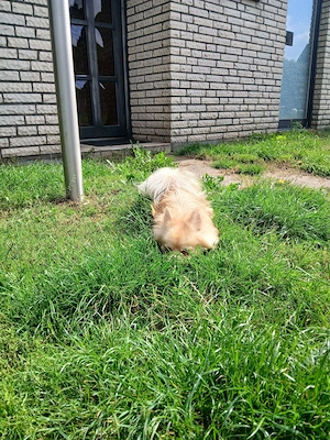 Deckrüde Pomchi ihn Creme Weiß ! Kein Verkauf ! Bild 3