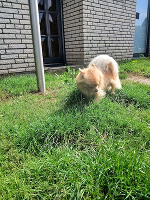 Deckrüde Pomchi ihn Creme Weiß ! Kein Verkauf ! Bild 4