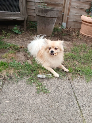 Deckrüde Pomchi ihn Creme Weiß ! Kein Verkauf ! Bild 5