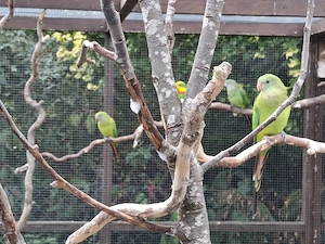 schildsittiche 0.2 