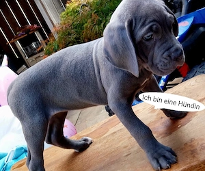 reinrassige cane corso Welpen in blue line. 