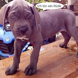 reinrassige cane corso Welpen in blue line. 