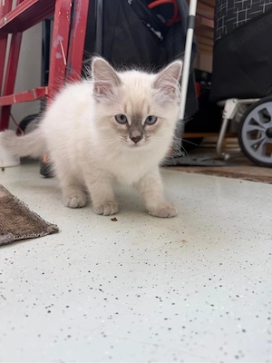 ruhige katze 