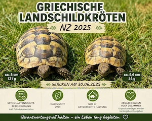 Griechische Landschildkröten (Testudo hermanni) mit Papieren   NZ 2025