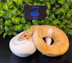 Königspython Banana Piebald 50% Het ultramel Männchen 