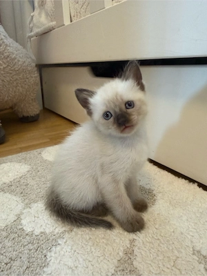 Reinrassige Siam-Kitten (Seal Point) Kater suchen liebevolles Zuhause