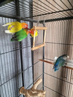 Vier Agapornis Vögel mit Käfig