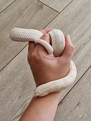 0.1 Hakennasennatter (Hognose) Yeti NZ 07 2024