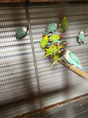 Zwergpapagei  klein Papagei unzertrennliche Lovebird Schwarzköpfchen-Babys abzugeben