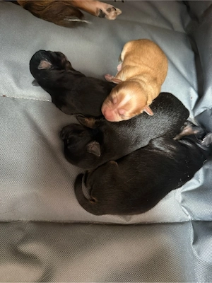 4 Hunde Welpen Chihuhua    