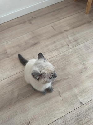 bkh kitten zu verkaufen