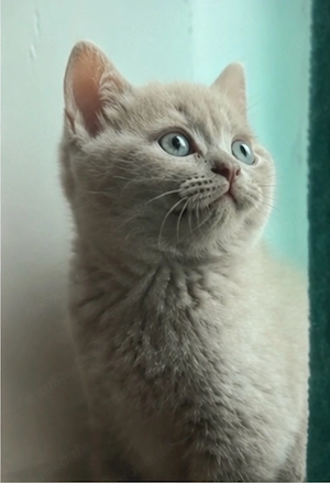 BkH Kitten 