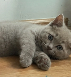 BkH Kitten 