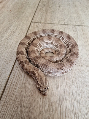 0.1 Hakennasennatter (Hognose) Axanthic Conda 100% het. Snow NZ 07 2024