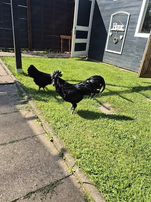 Ayam Cemani reinrassig 