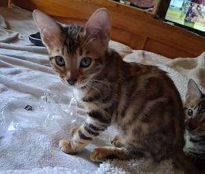 Bengal Babys