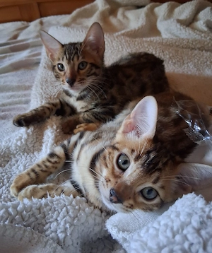 Bengal Babys Bild 3