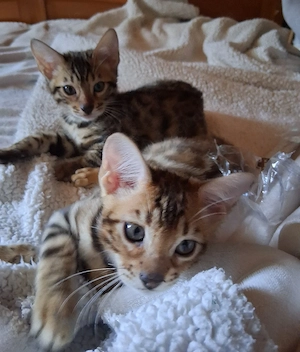 Bengal Babys Bild 2