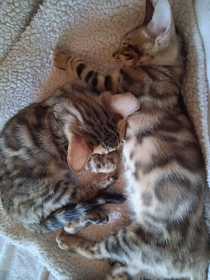 Bengal Babys Bild 5