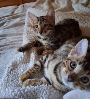 Bengal Babys Bild 4