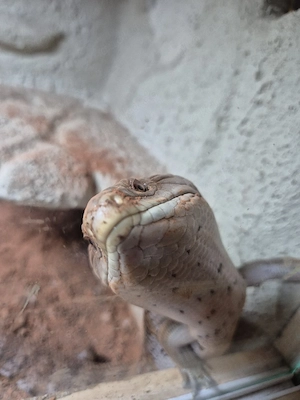 Blauzunkenskink 2,5 Jahre Weiblich
