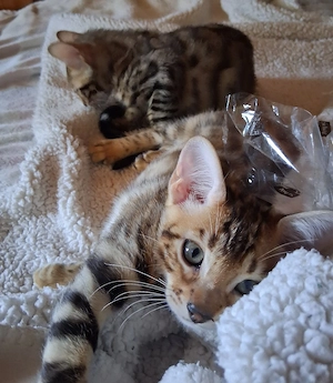 Bengal Babys Bild 7
