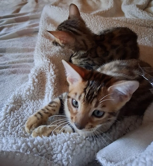 Bengal Babys Bild 6
