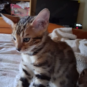 Bengal Babys Bild 8