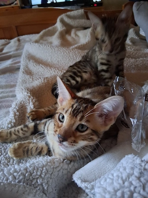 Bengal Babys Bild 9