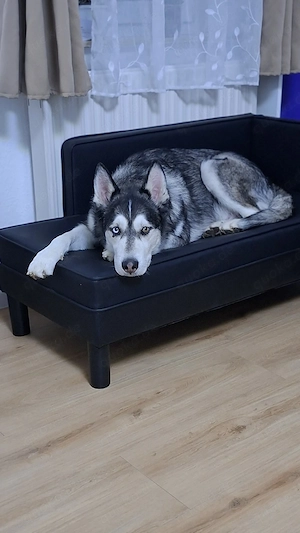 Hund Husky rüde 