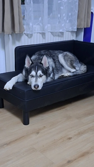 Hund Husky rüde 