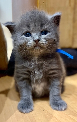    7 Maine-Coon-Kitten in Blue & Blue Tabby   geb. 04.08.2026   